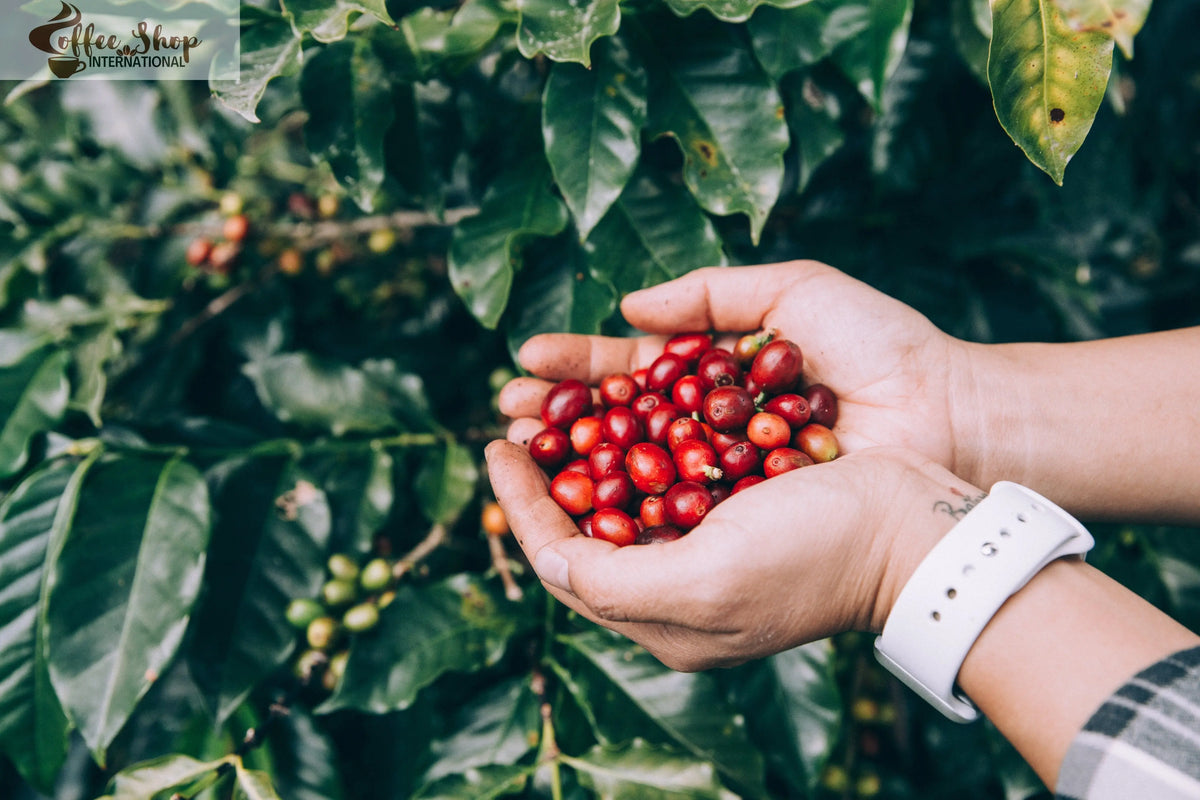Coffee-is-great-to-drink-as-a-satisfying-beverage Coffee shop international